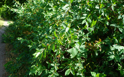 Lonicera xilosteum